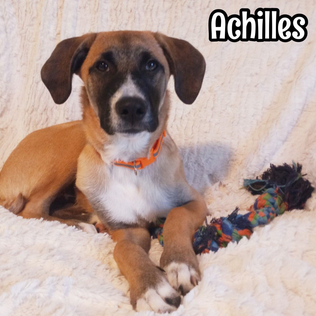 Achilles